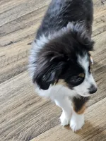 BooBear, a female Toy Australian Shepherd for sale in Maryville, TN – 7 of 10