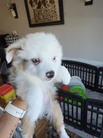 Cool Night, a male Toy Australian Shepherd for sale in Maryville, TN – 6 of 10