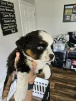 Rainie, a female Toy Australian Shepherd for sale in Maryville, TN – 9 of 10