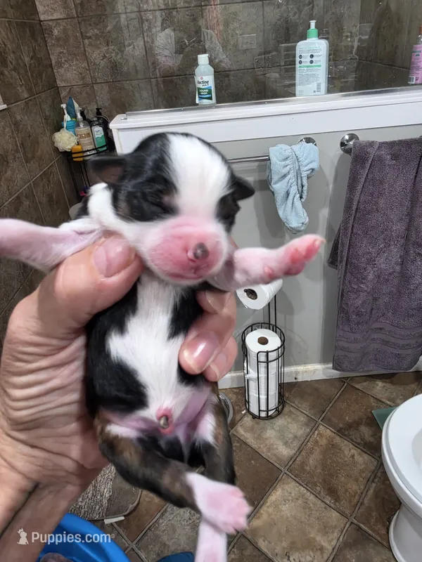 Scarecrow  – Toy Australian Shepherd puppy for sale in Maryville, TN