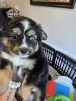 Hot Chocolate , a male Toy Australian Shepherd for sale in Maryville, TN – 4 of 10