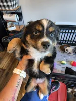 Warm and Fuzy, a male Toy Australian Shepherd for sale in Maryville, TN – 5 of 10