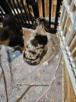 Chill, a male Miniature Australian Shepherd for sale in Maryville, TN – Photo 8 of 10