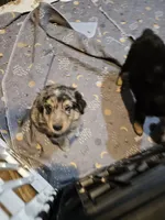 Chill, a male Miniature Australian Shepherd for sale in Maryville, TN – Photo 6 of 10