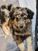 Chill, a male Miniature Australian Shepherd for sale in Maryville, TN – Photo 2 of 10