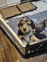 Chill, a male Miniature Australian Shepherd for sale in Maryville, TN – Photo 9 of 10