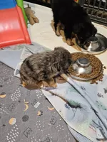 Chill, a male Miniature Australian Shepherd for sale in Maryville, TN – Photo 3 of 10