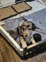 Chill, a male Miniature Australian Shepherd for sale in Maryville, TN – Photo 10 of 10