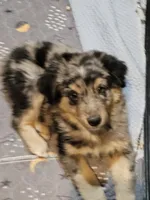 Chill, a male Miniature Australian Shepherd for sale in Maryville, TN – Photo 1 of 10