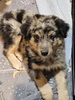 Chill, a male Miniature Australian Shepherd for sale in Maryville, TN – Photo 5 of 10