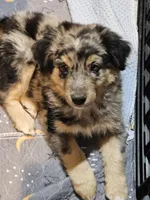 Chill, a male Miniature Australian Shepherd for sale in Maryville, TN – Photo 4 of 10