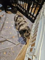 Chill, a male Miniature Australian Shepherd for sale in Maryville, TN – Photo 7 of 10