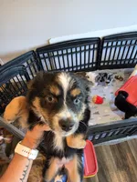 Warm and Fuzy, a male Toy Australian Shepherd for sale in Maryville, TN – 4 of 10
