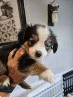 Copper, a male Toy Australian Shepherd for sale in Maryville, TN – 6 of 10