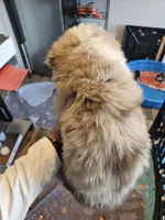 PeanutButter, a female Toy Australian Shepherd for sale in Maryville, TN – 3 of 10