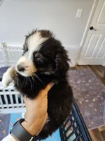 BooBear, a female Toy Australian Shepherd for sale in Maryville, TN – 4 of 10