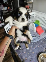 Rainie, a female Toy Australian Shepherd for sale in Maryville, TN – 3 of 10