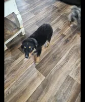 Sweetie, a male Australian Shepherd for sale in Maryville, TN – 4 of 10