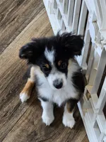 BooBear, a female Toy Australian Shepherd for sale in Maryville, TN – 1 of 10