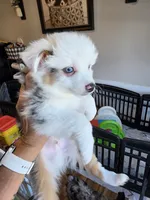 Cool Night, a male Toy Australian Shepherd for sale in Maryville, TN – 2 of 10