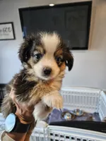 Copper, a male Toy Australian Shepherd for sale in Maryville, TN – 10 of 10