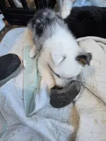 Cool Night, a male Toy Australian Shepherd for sale in Maryville, TN – 10 of 10