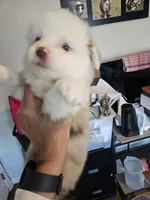 Peach Cream, a male Toy Australian Shepherd for sale in Maryville, TN – 6 of 9