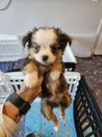 Greystone , a male Toy Australian Shepherd for sale in Maryville, TN – 4 of 10