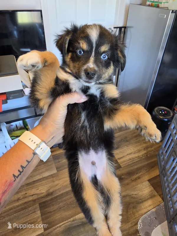Leaves  – Toy Australian Shepherd puppy for sale in Maryville, TN