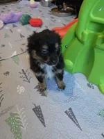 Fall, a male Toy Australian Shepherd for sale in Maryville, TN – 4 of 10