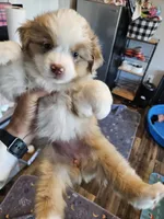 PeanutButter, a female Toy Australian Shepherd for sale in Maryville, TN – 8 of 10