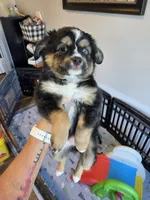 Hot Chocolate , a male Toy Australian Shepherd for sale in Maryville, TN – 6 of 10