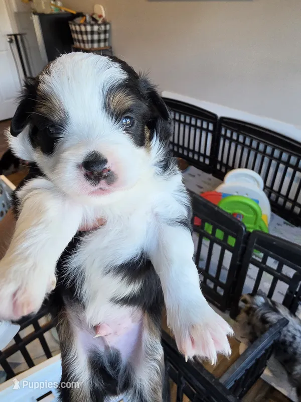 Scarecrow  – Toy Australian Shepherd puppy for sale in Maryville, TN