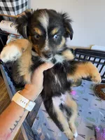 Leaves , a male Toy Australian Shepherd for sale in Maryville, TN – 3 of 10