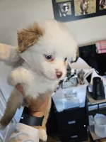 Peach Cream, a male Toy Australian Shepherd for sale in Maryville, TN – 2 of 9