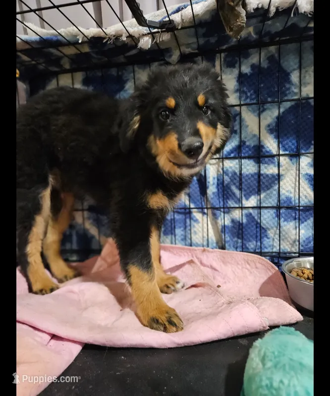 Sweetie – Australian Shepherd puppy for sale in Maryville, TN