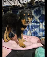 Sweetie, a male Australian Shepherd for sale in Maryville, TN – 1 of 10
