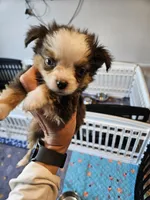 Greystone , a male Toy Australian Shepherd for sale in Maryville, TN – 6 of 10