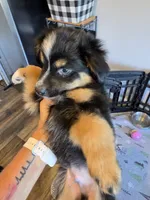 Leaves , a male Toy Australian Shepherd for sale in Maryville, TN – 6 of 10