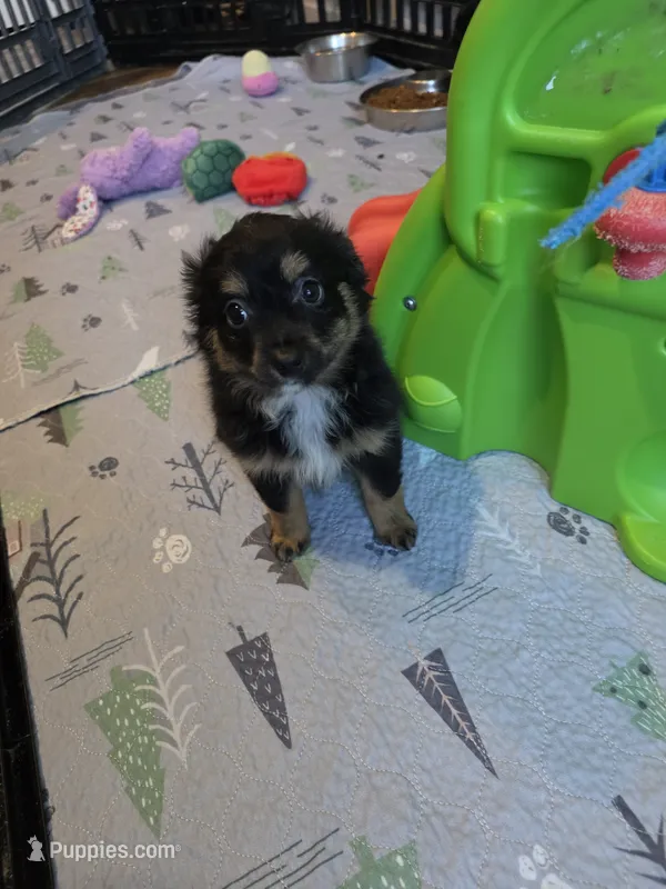 Fall – Toy Australian Shepherd puppy for sale in Maryville, TN