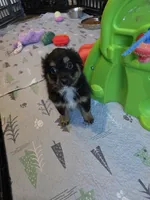Fall, a male Toy Australian Shepherd for sale in Maryville, TN – 1 of 10
