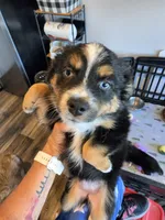 Warm and Fuzy, a male Toy Australian Shepherd for sale in Maryville, TN – 10 of 10