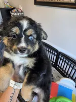 Hot Chocolate , a male Toy Australian Shepherd for sale in Maryville, TN – 9 of 10