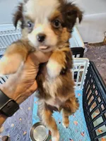 Greystone , a male Toy Australian Shepherd for sale in Maryville, TN – 8 of 10