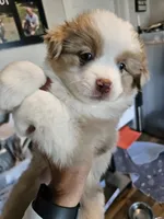 PeanutButter, a female Toy Australian Shepherd for sale in Maryville, TN – 10 of 10