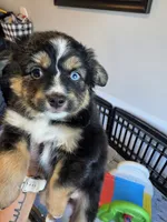 Hot Chocolate , a male Toy Australian Shepherd for sale in Maryville, TN – 10 of 10