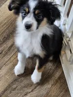 BooBear, a female Toy Australian Shepherd for sale in Maryville, TN – 8 of 10
