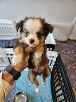 Greystone , a male Toy Australian Shepherd for sale in Maryville, TN – 3 of 10