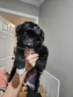 SCARVY, a male Toy Australian Shepherd for sale in Maryville, TN – Photo 2 of 6