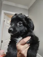 SCARVY, a male Toy Australian Shepherd for sale in Maryville, TN – Photo 5 of 6